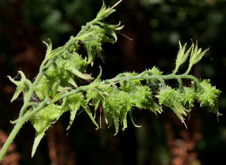 Image of Symphytum &times; uplandicum specimen.