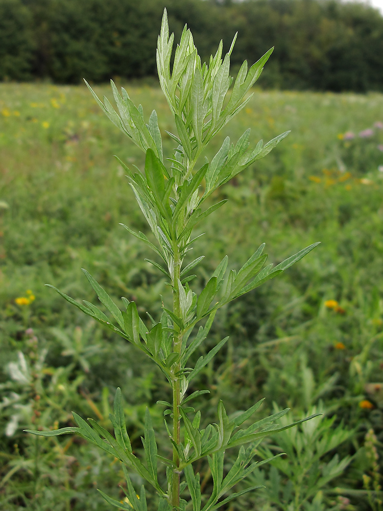 Изображение особи Artemisia vulgaris.