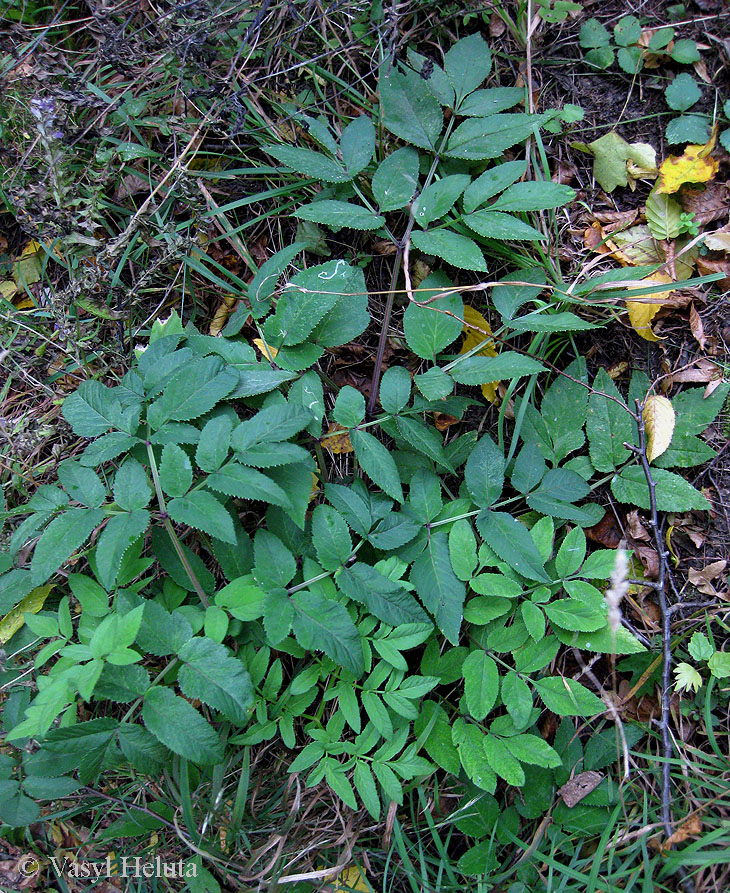 Image of Angelica sylvestris specimen.