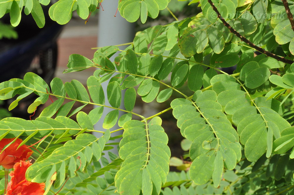 Изображение особи Caesalpinia pulcherrima.