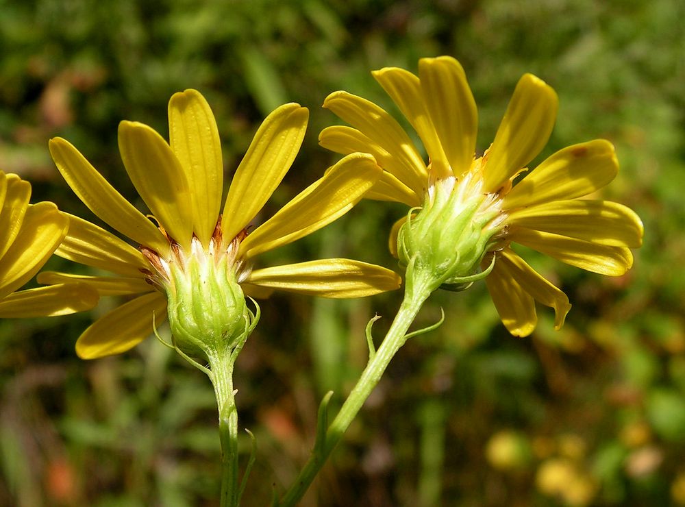 Изображение особи Senecio argunensis.