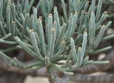 Euphorbia arbuscula. Побеги с соцветиями. Сокотра, плато Хомхи. 29.12.2014.