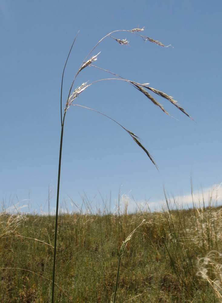 Image of Achnatherum caragana specimen.