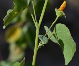 Abutilon fruticosum. Часть веточки с формирующимся пазушным побегом и пазушными цветками. Израиль, впадина Мёртвого моря, окр. спецшколы Орванат между Кумраном и киббуцем Эйн-Геди, каменистый склон восточной экспозиции. 30.01.2014.