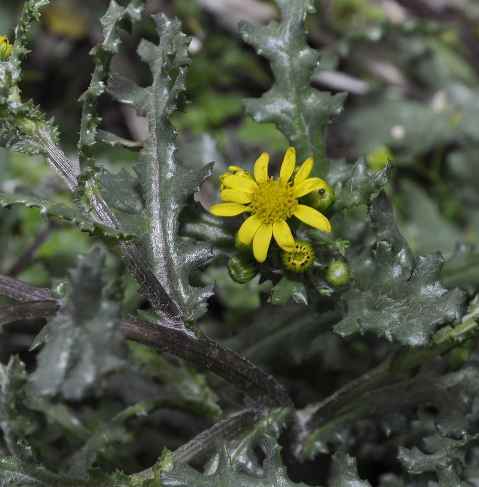 Изображение особи Senecio vernalis.