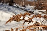 род Rumex. Верхушка побега с сухим соплодием. Приморский край, Уссурийский гор. округ, окр. с. Монакино, берег ручья. 08.03.2014.