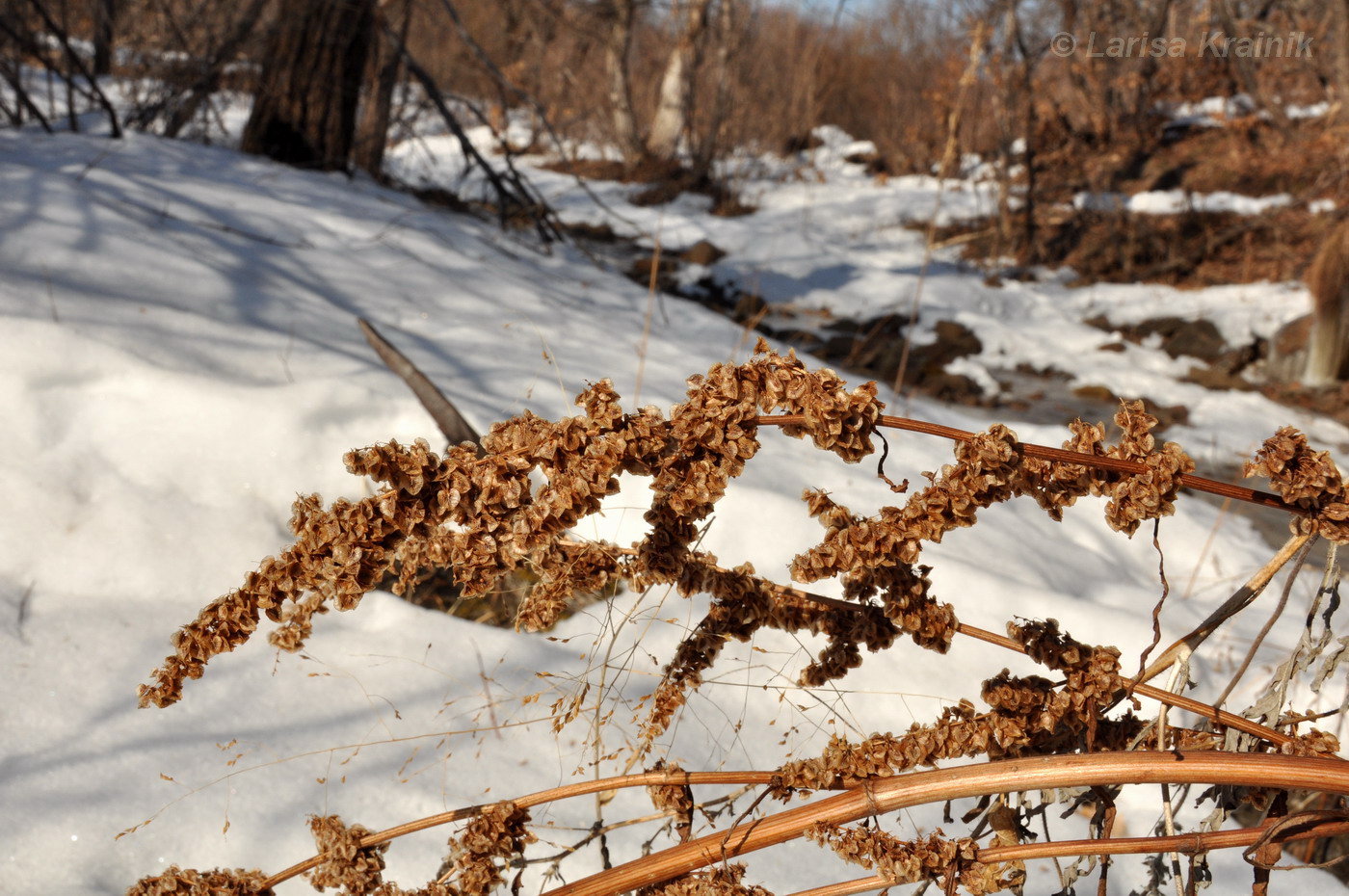 Изображение особи род Rumex.