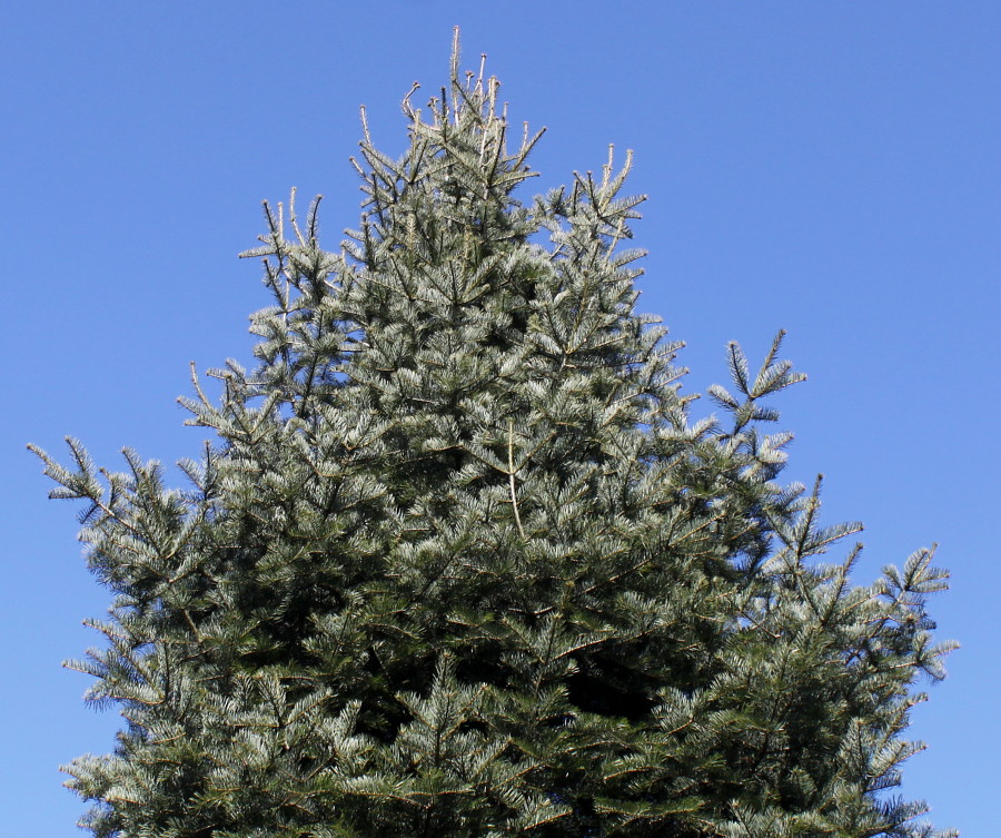 Image of genus Abies specimen.