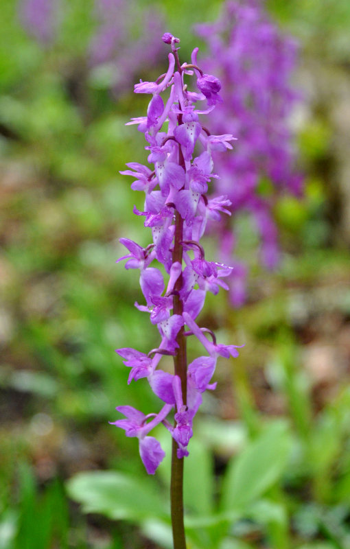 Image of Orchis mascula specimen.