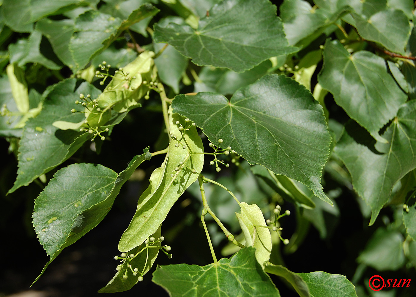 Изображение особи Tilia cordata.