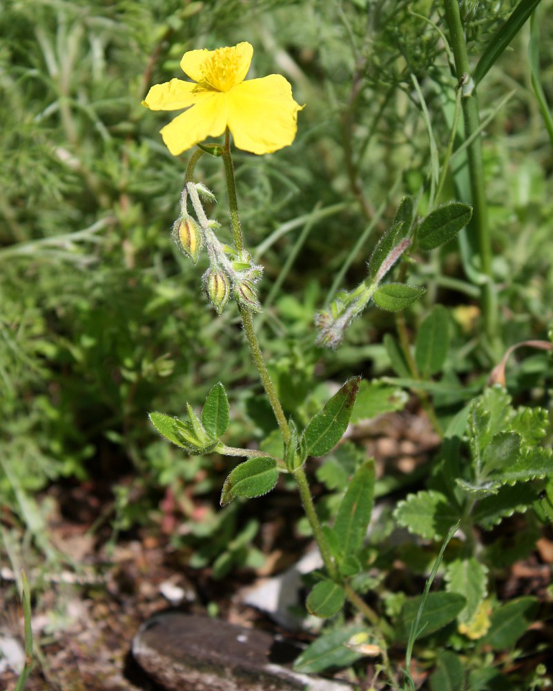 Image of Helianthemum ovatum specimen.