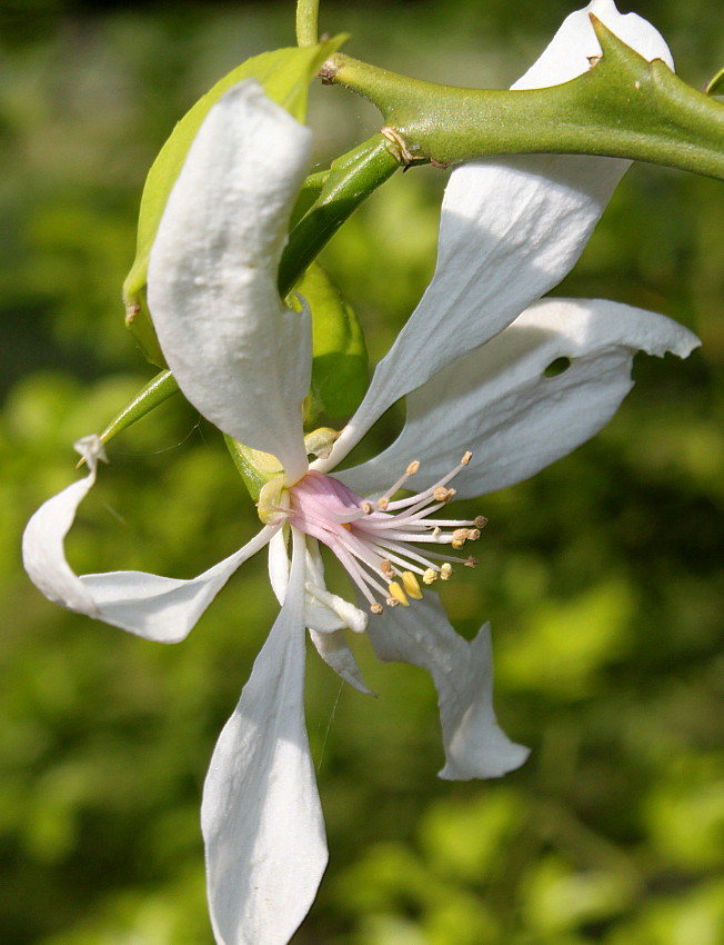 Image of Poncirus trifoliata specimen.