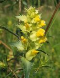 Rhinanthus vernalis. Соцветие. Украина, Львовская обл., Дрогобычский р-н, г. Трускавец, Помярки, луг возле дороги на Трускавец. 10.06.2014.