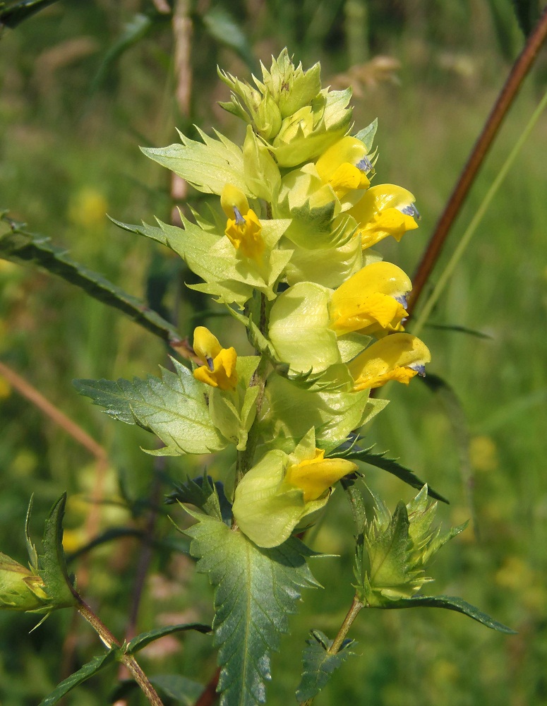 Изображение особи Rhinanthus vernalis.