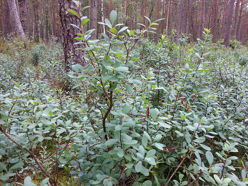 Image of Vaccinium uliginosum specimen.