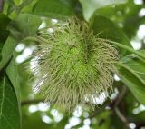 Maclura pomifera