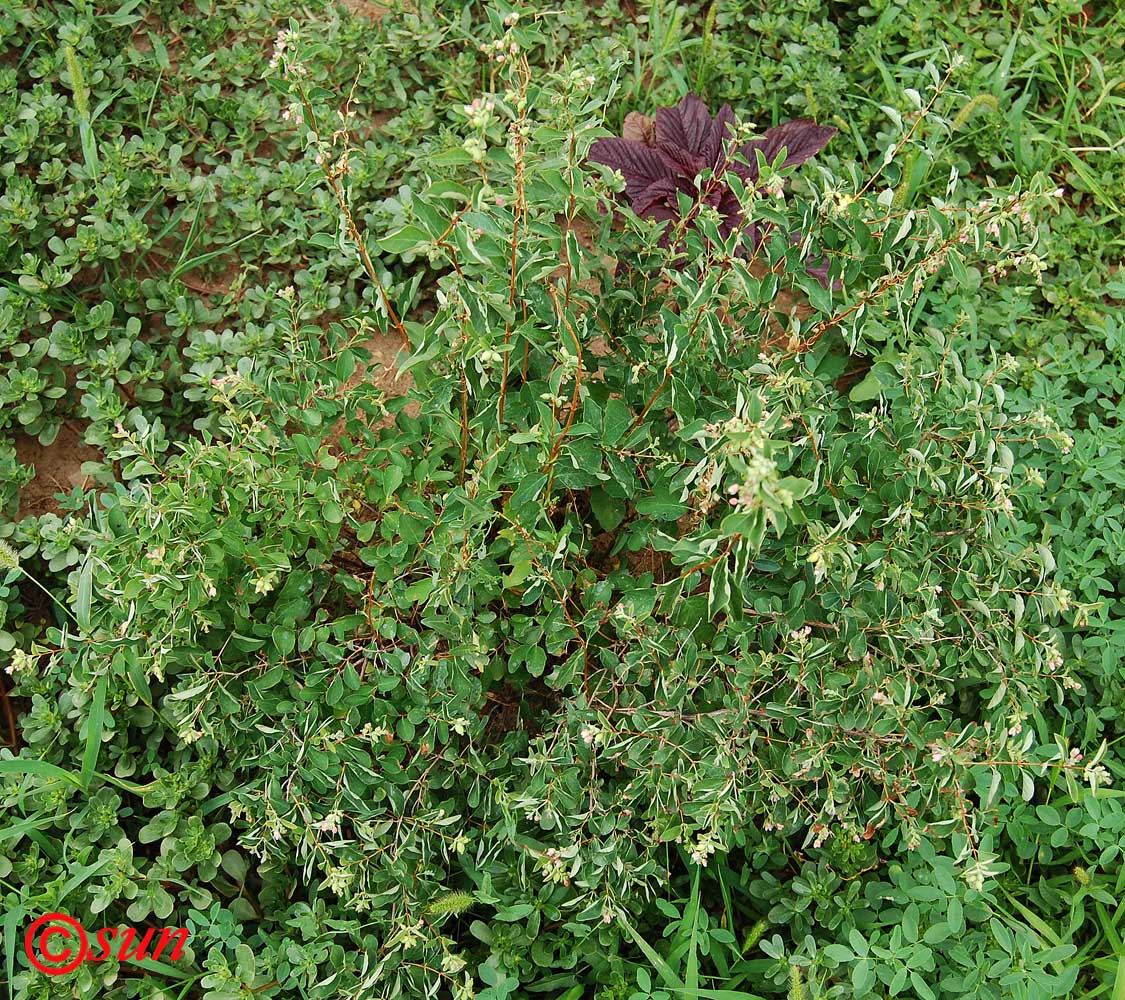 Image of Symphoricarpos albus var. laevigatus specimen.