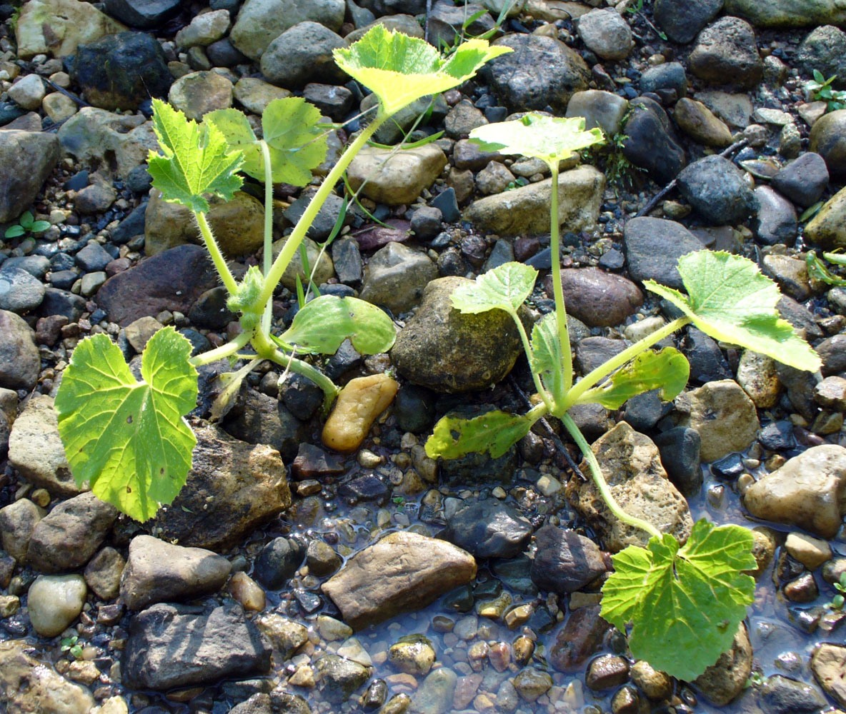 Изображение особи Cucumis sativus.