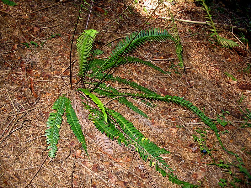 Image of Blechnum spicant specimen.