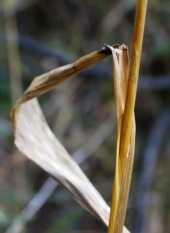 Изображение особи Elymus excelsus.