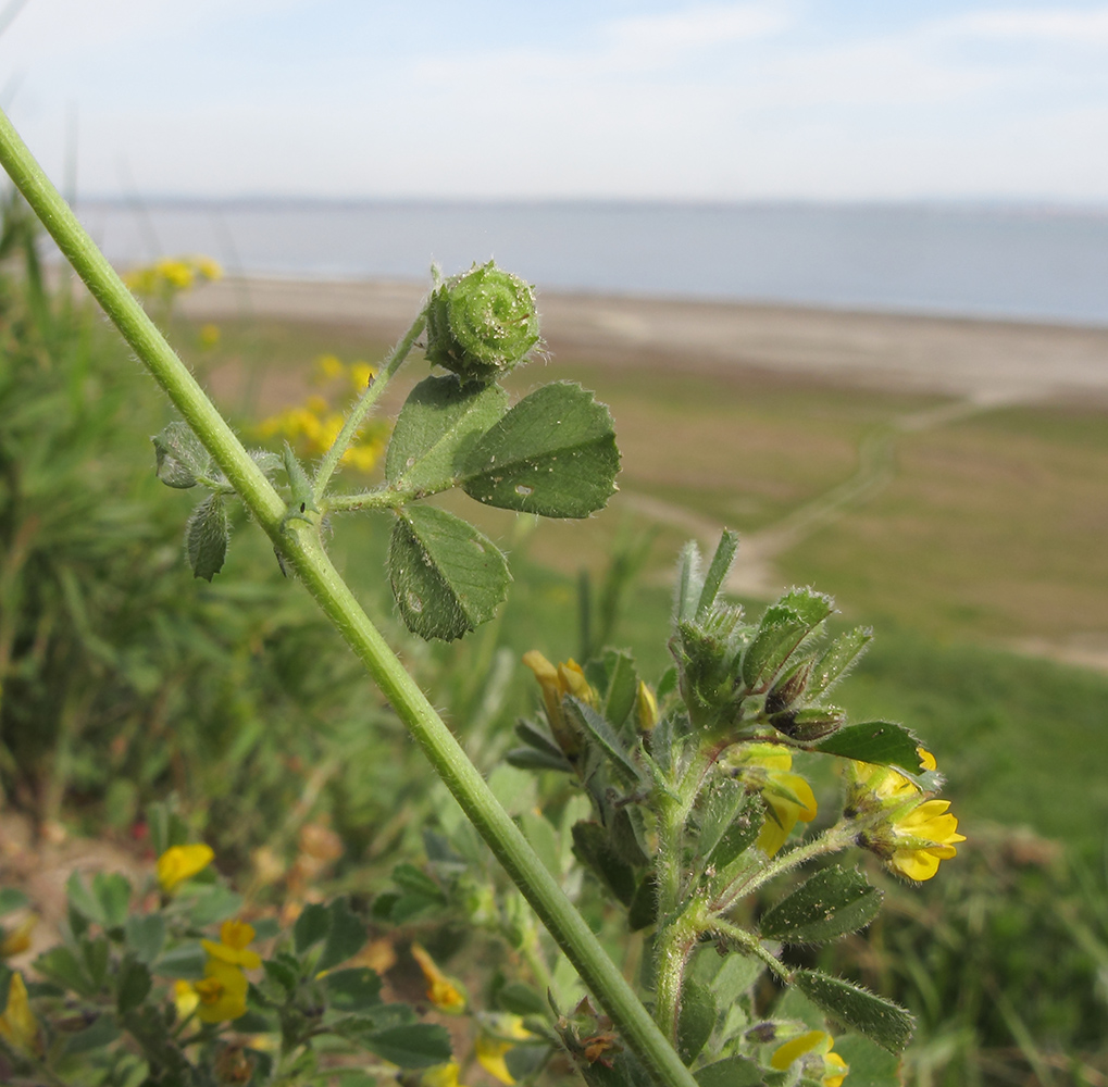 Image of Medicago rigidula specimen.