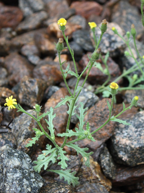 Image of Senecio viscosus specimen.