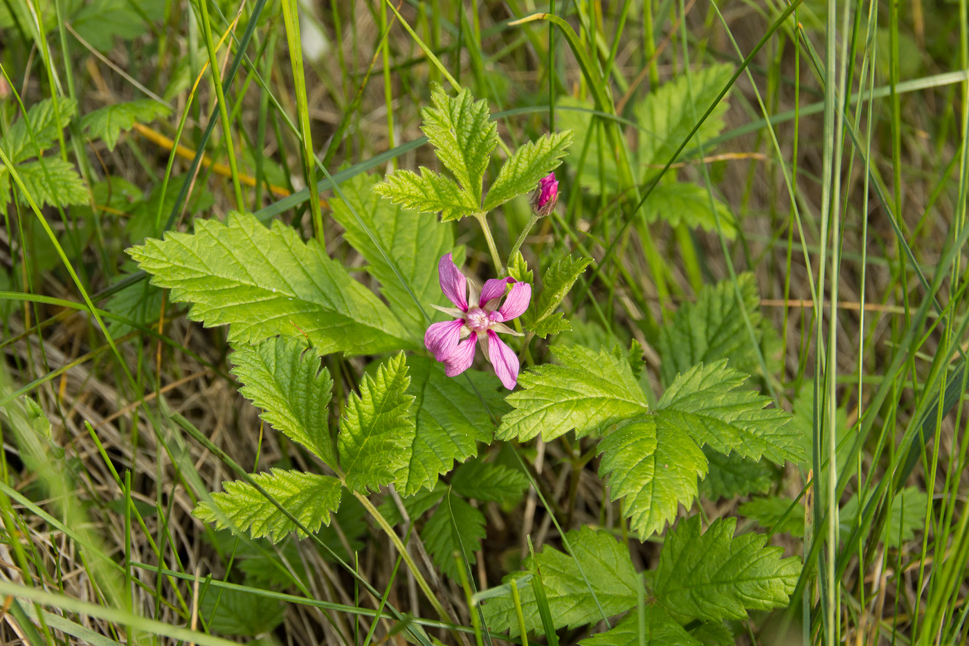 Изображение особи Rubus arcticus.