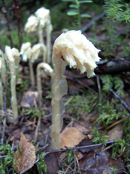 Изображение особи Hypopitys monotropa.