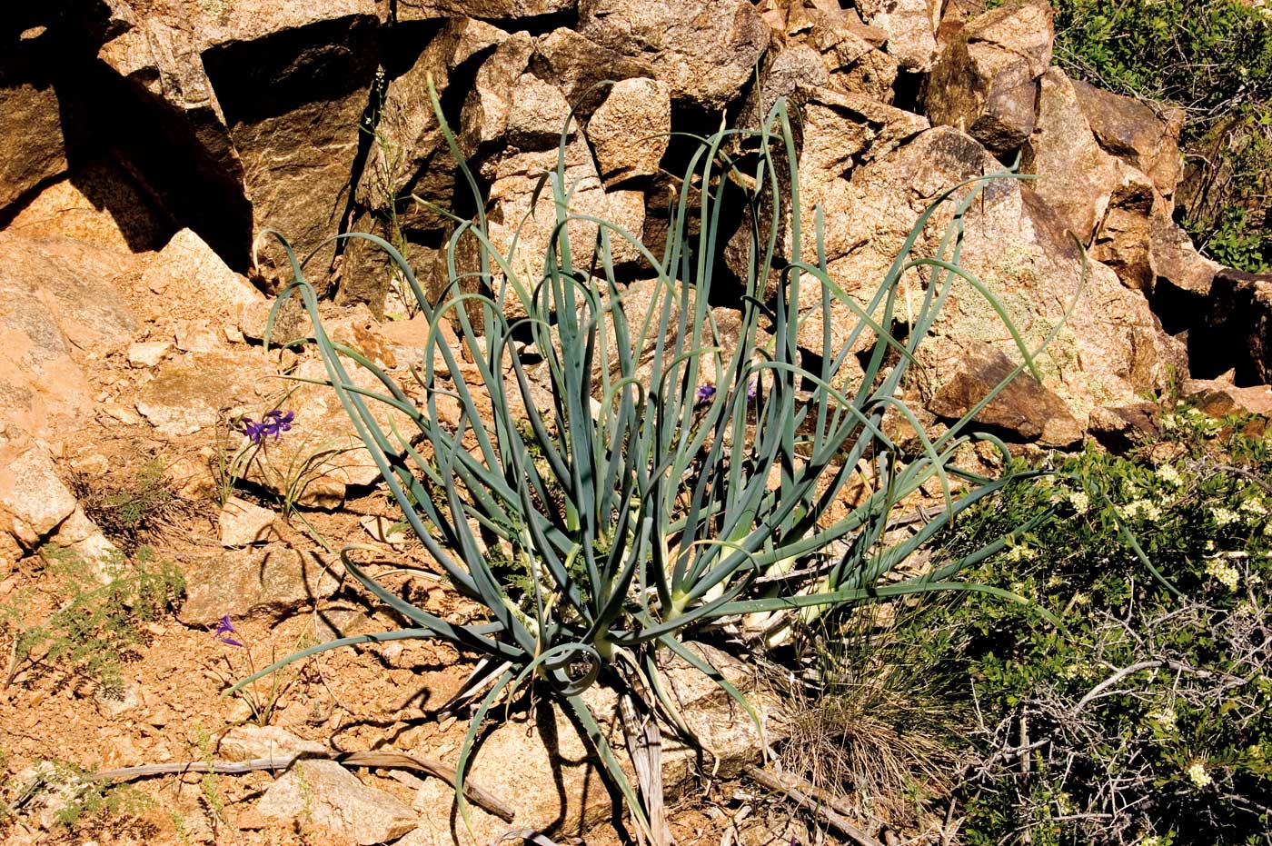 Image of Allium galanthum specimen.