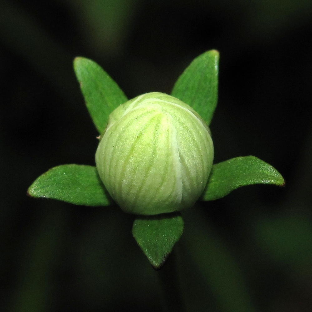 Изображение особи Parnassia palustris.