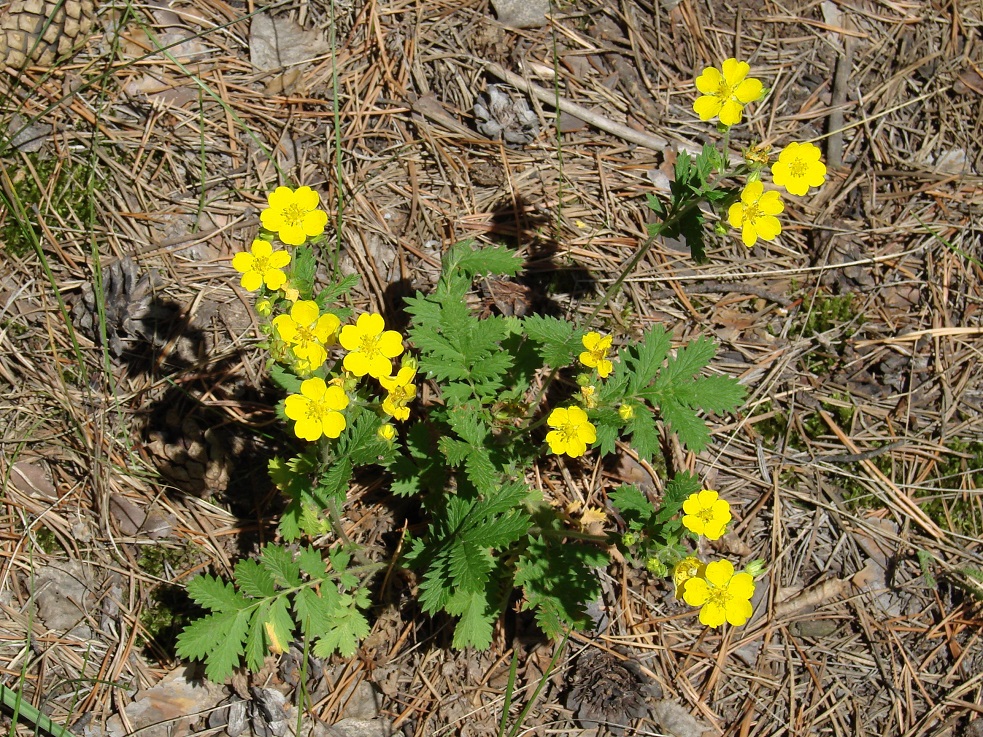 Image of Potentilla tanacetifolia specimen.