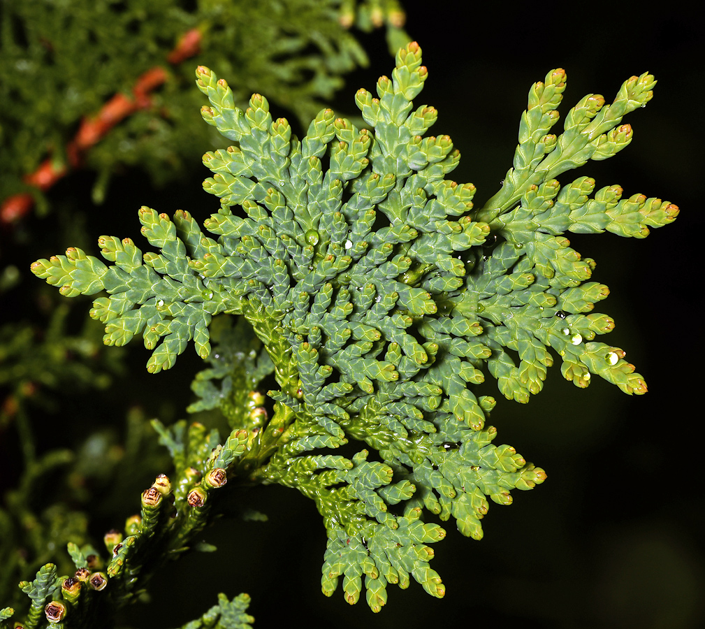 Image of Thuja occidentalis specimen.