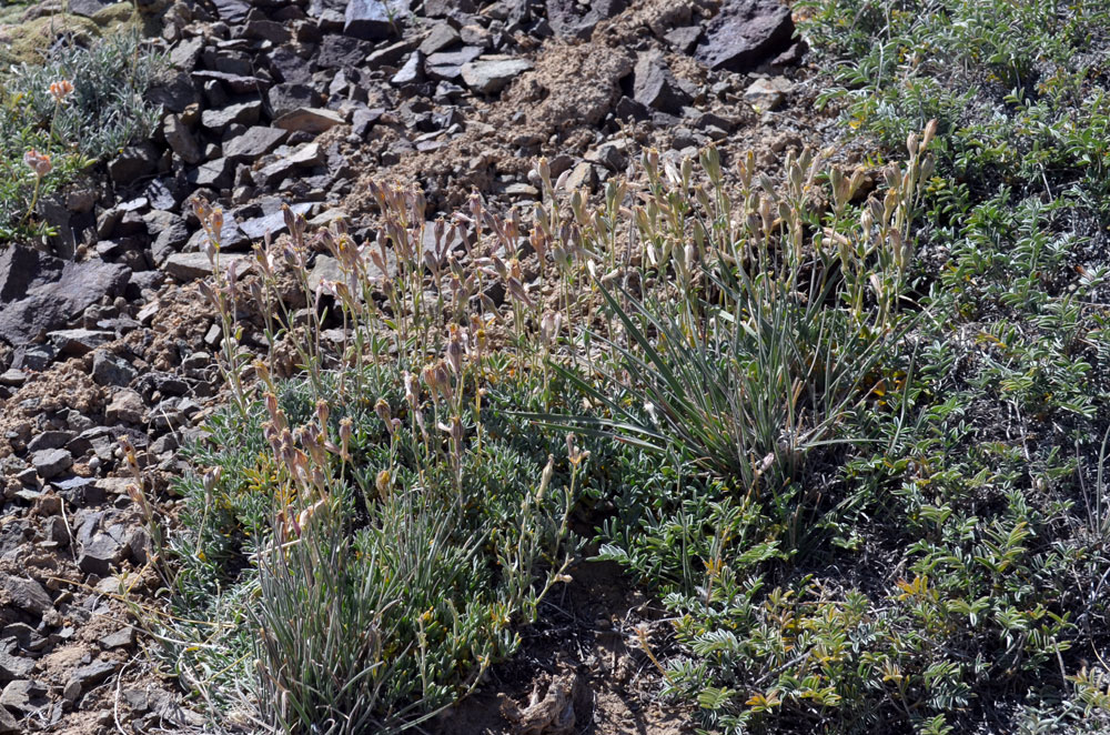 Image of Silene microphylla specimen.