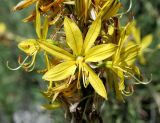 Asphodeline lutea