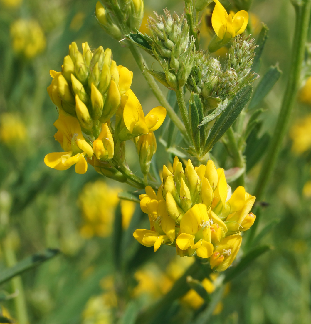 Image of Medicago falcata specimen.