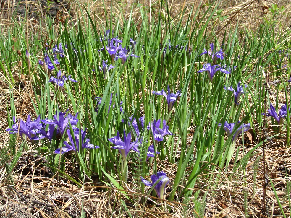 Image of Iris ruthenica specimen.