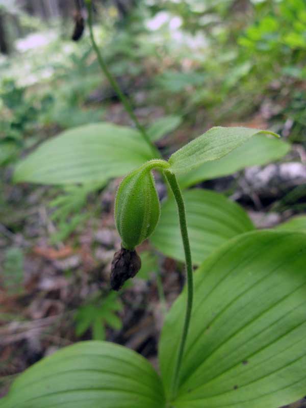 Изображение особи Cypripedium guttatum.