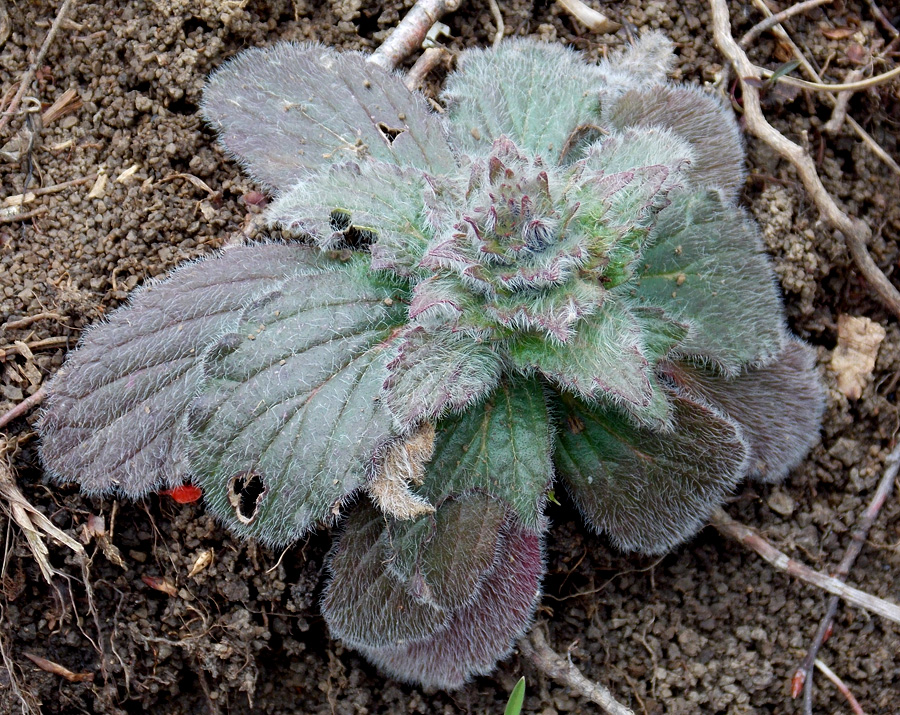 Изображение особи Ajuga orientalis.