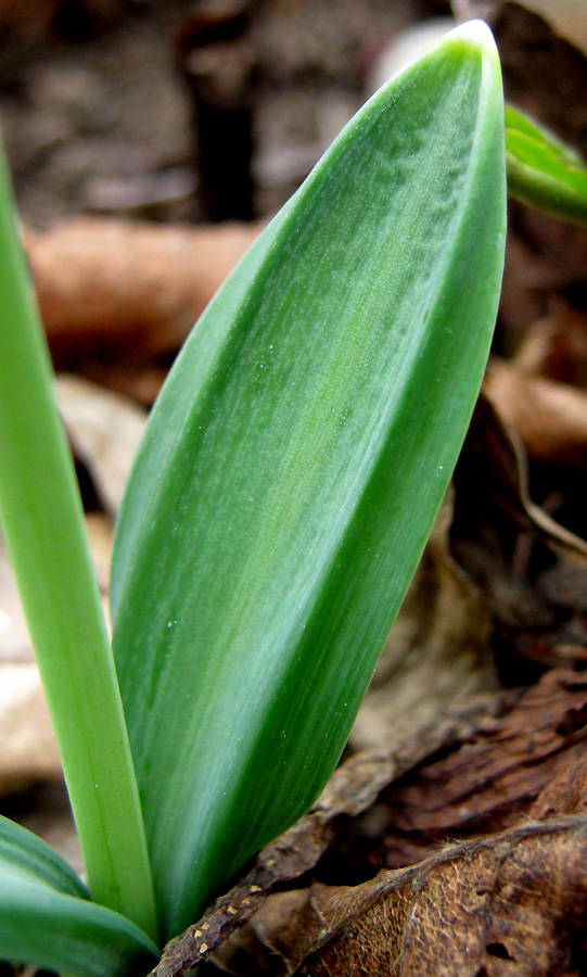 Изображение особи Galanthus plicatus.