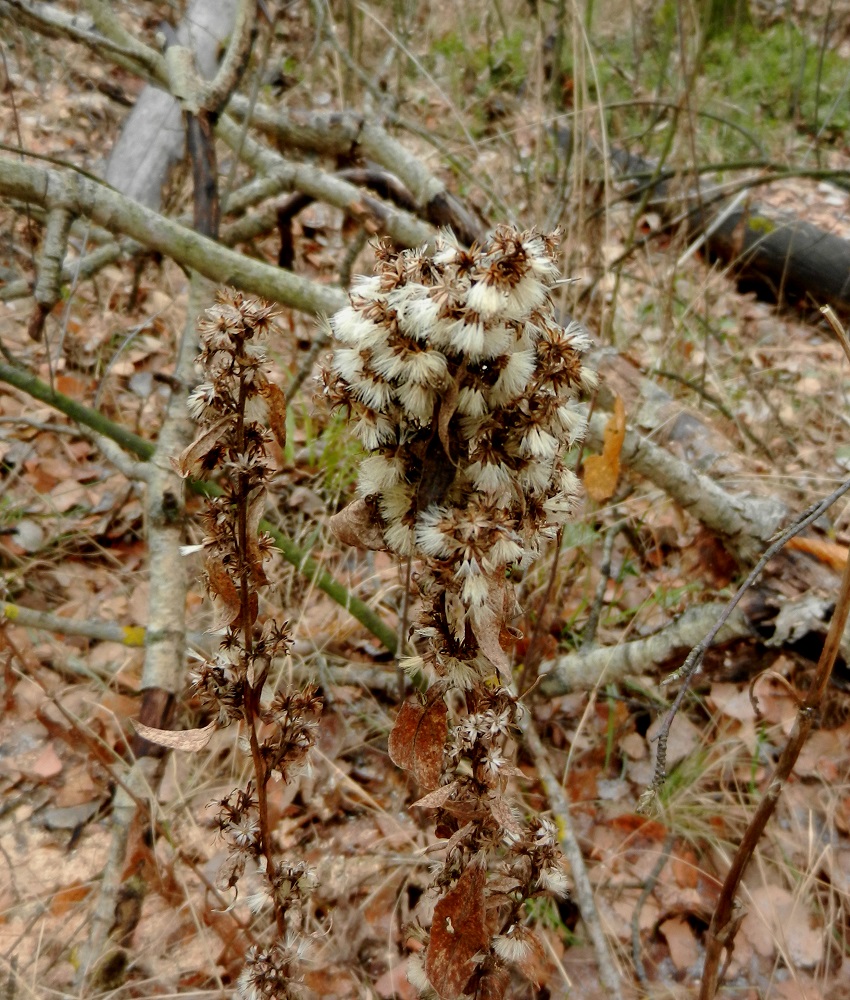 Image of Solidago virgaurea specimen.