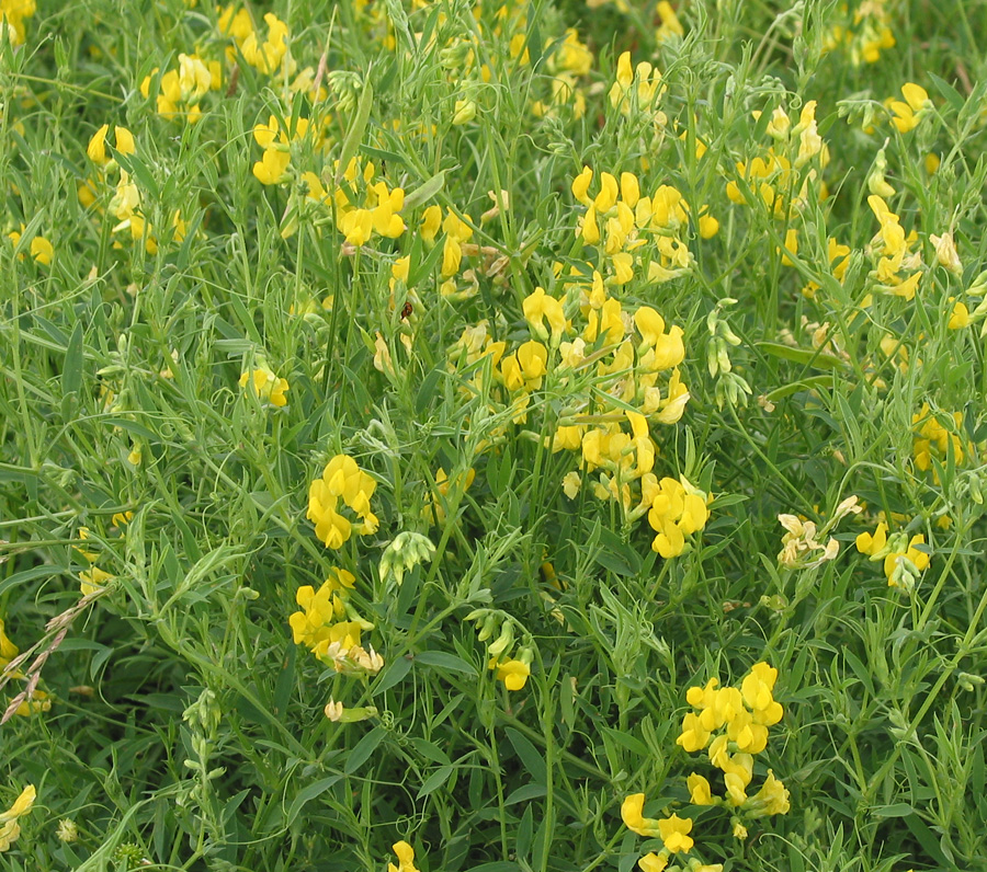 Image of Lathyrus pratensis specimen.