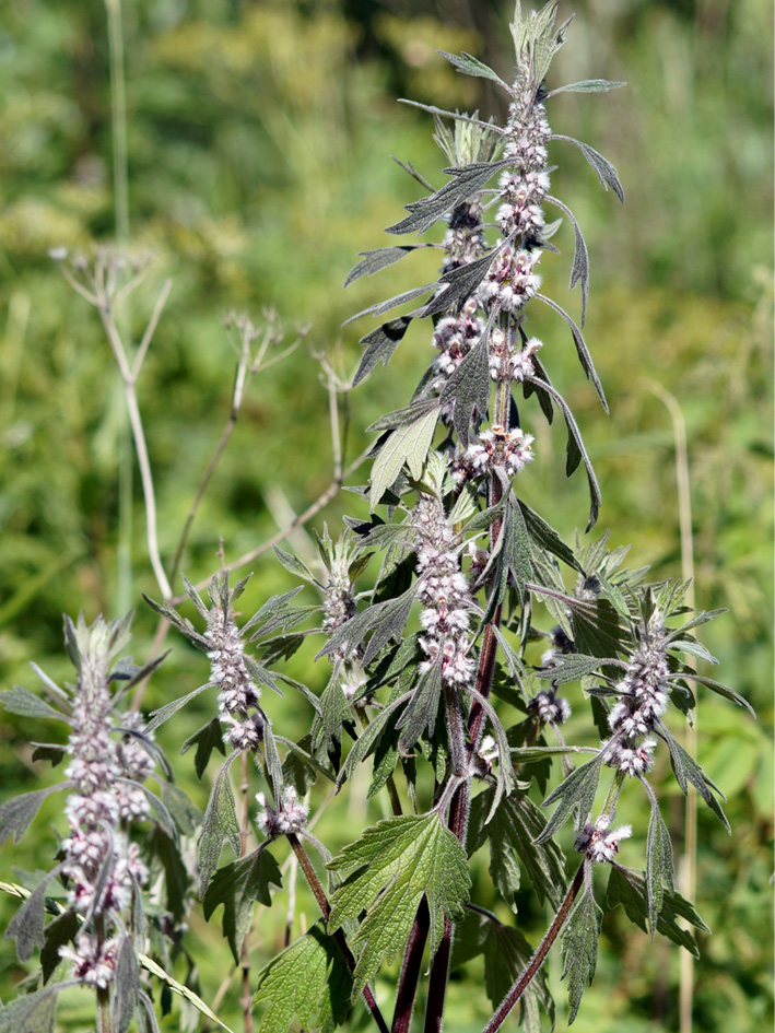 Image of Leonurus quinquelobatus specimen.