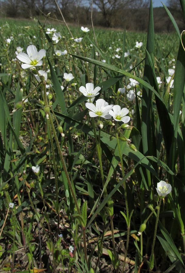 Изображение особи Holosteum glutinosum ssp. liniflorum.