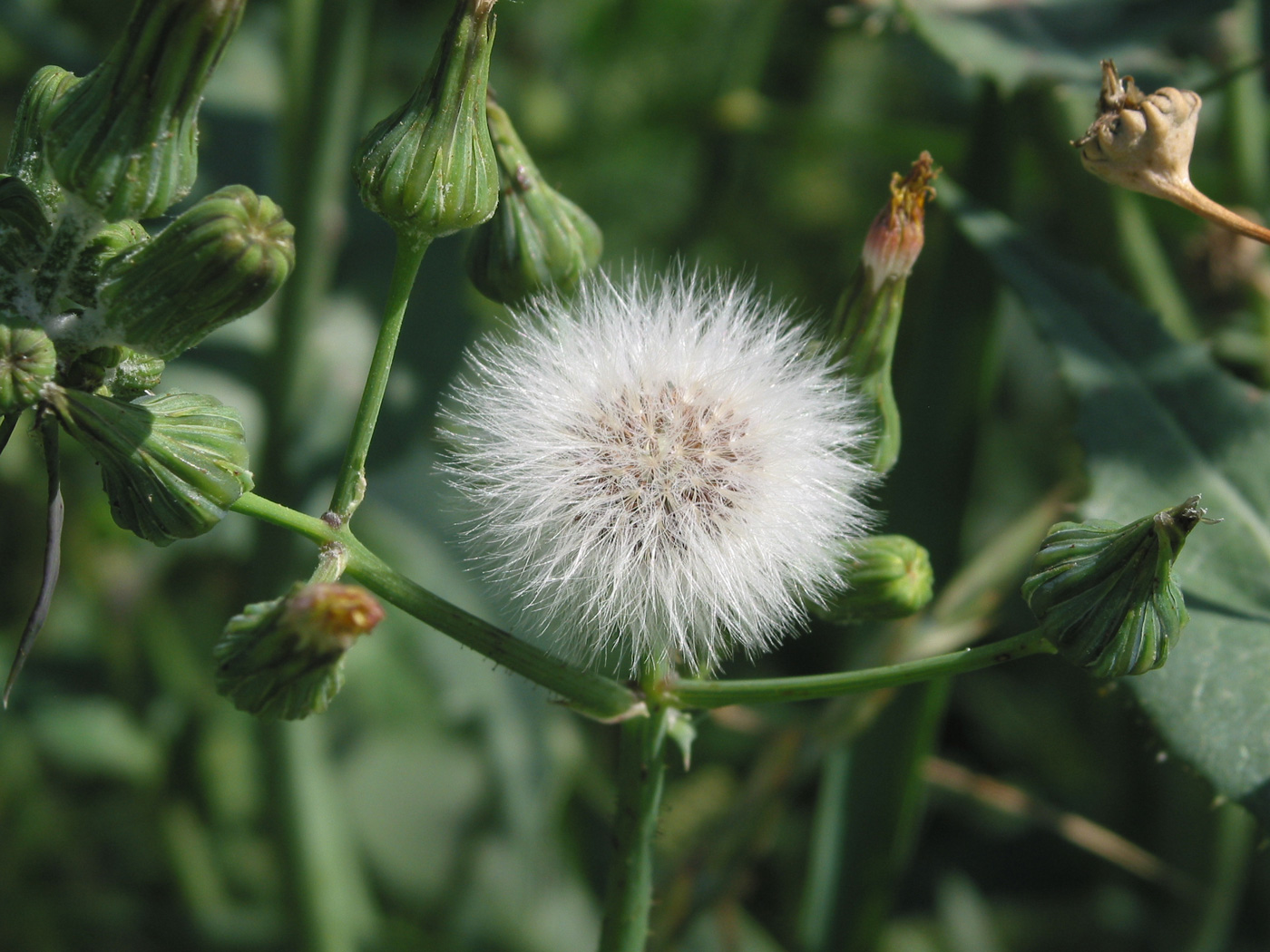 Изображение особи Sonchus oleraceus.