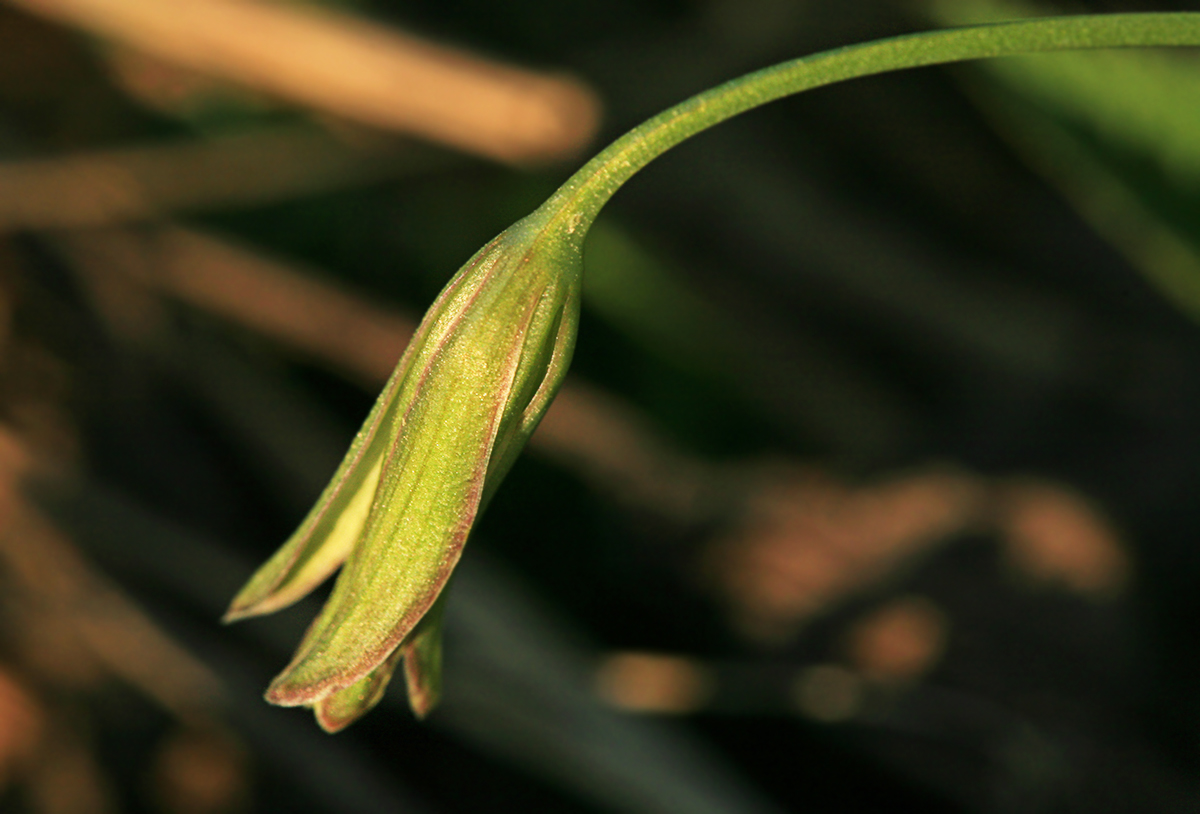 Image of Gagea lutea specimen.