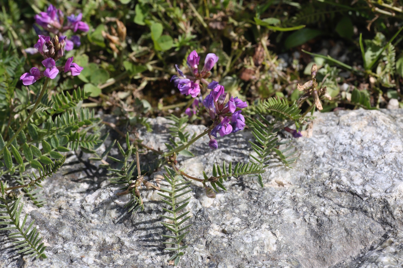 Image of Oxytropis glabra specimen.