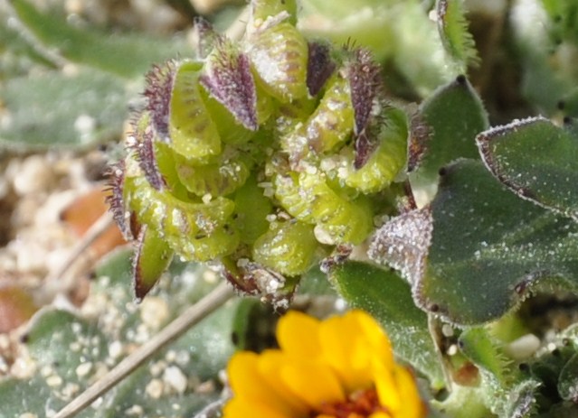 Image of Calendula bicolor specimen.