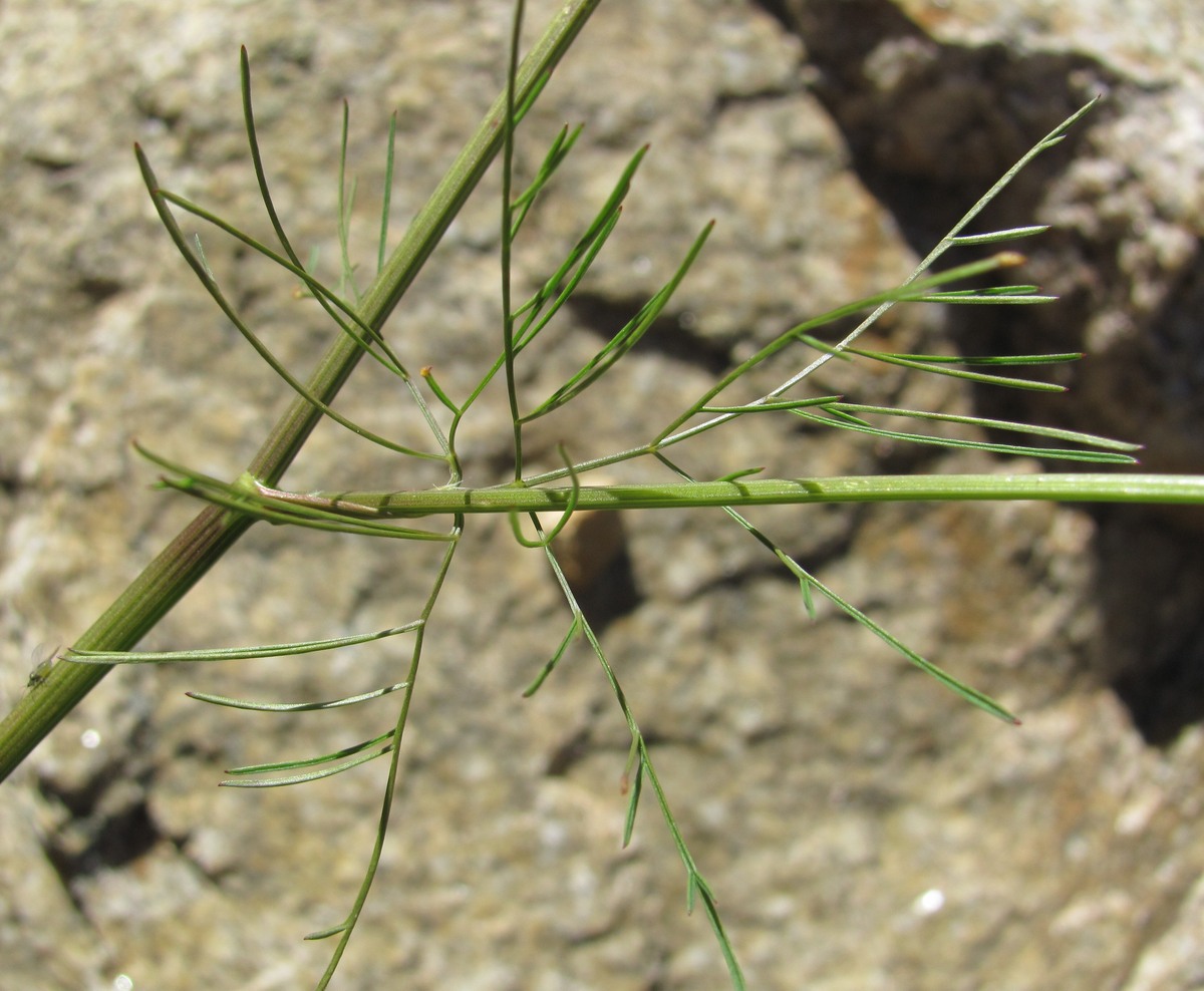 Image of Chaerophyllum millefolium specimen.