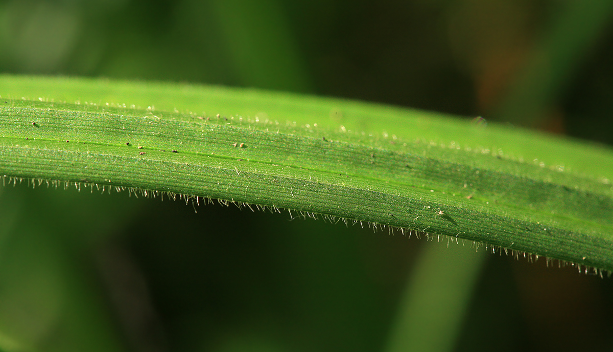 Image of Carex pilosa specimen.