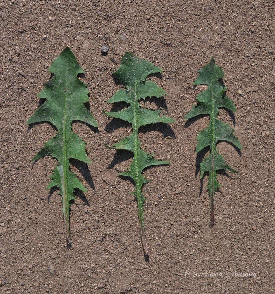 Image of Taraxacum distantilobum specimen.